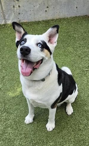 Orville, Mixed Breed, adult, available for adoption