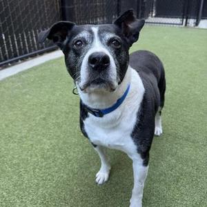Daisy, Border Collie / Pit Bull Terrier, senior, available for adoption
