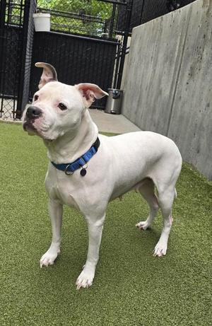 Gia, Pit Bull Terrier / Mixed Breed, adult, available for adoption
