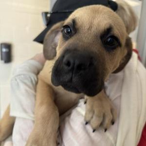 Halo, Rottweiler / Mixed Breed, puppy, available for adoption
