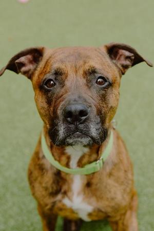 Bella, Pit Bull Terrier / Mixed Breed, senior, available for adoption