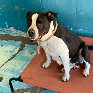Thomasaina, Bulldog, American, adult, available for adoption