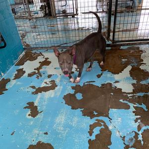 Adele, Terrier, Pit Bull, adult, available for adoption