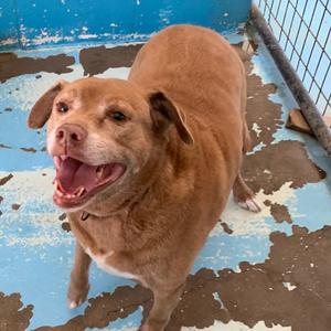 Sugarloaf, Mixed Breed (Large), senior, available for adoption