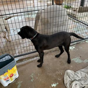 Milo, Retriever, Labrador, adult, available for adoption
