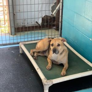 Little man, Shepherd, senior, available for adoption