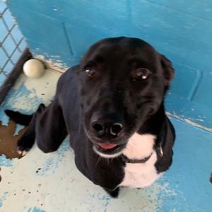 Raven, Retriever, Labrador, adult, available for adoption