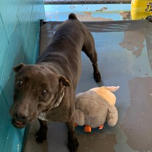 Malcolm, Retriever, Labrador, senior, available for adoption