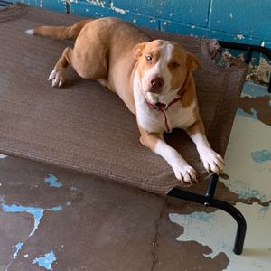 Mary, Terrier, Pit Bull, adult, available for adoption