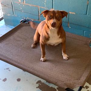 Rosey, Terrier, Pit Bull, adult, available for adoption