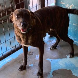 Sully, Hound, Plott, adult, available for adoption