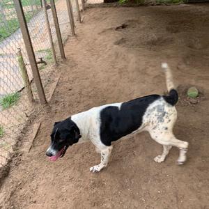 A black and white dog with a speckled coat is walking on a dirt ground, with a chain-link fence in the background.