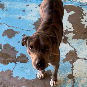 Basil, Catahoula Leopard Dog, senior, available for adoption