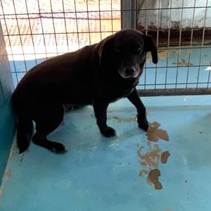 Jet, Retriever, Black Labrador, senior, available for adoption