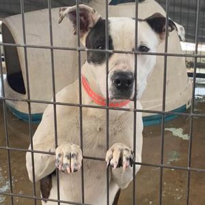 A white dog with black patches on its face and ears, wearing a red collar, is standing behind a metal fence in a shelter. The dog has its paws on the fence and is looking directly at the camera.