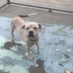 a white dog standing on a concrete surface