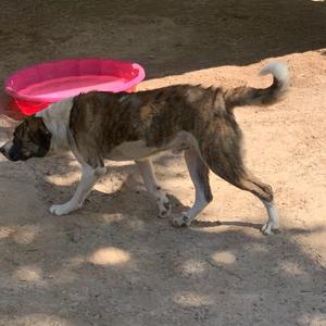 Beathoven, Shepherd, Anatolian, adult, available for adoption