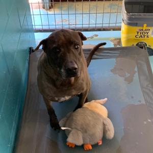 Justin, Mixed Breed (Medium), senior, available for adoption