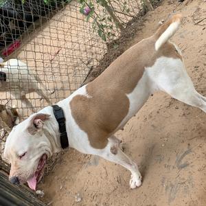 A brown and white dog with a black collar is standing on a dirt ground, with its mouth open and tongue out. The dog appears to be in an outdoor enclosure with a chain-link fence in the background.