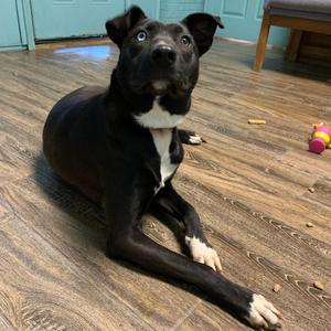 Ashley, Retriever, Labrador, adult, available for adoption
