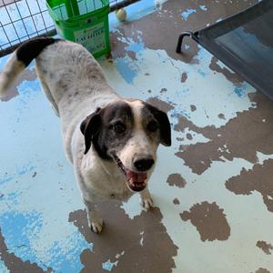 Smokey, Collie, Border, senior, available for adoption