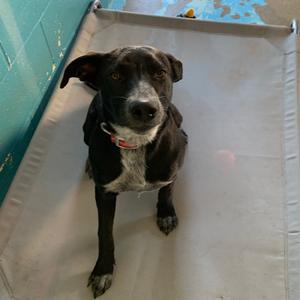 Luna, American Blue Heeler, adult, available for adoption