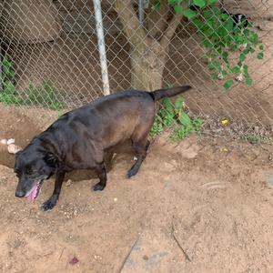 A black dog with a short coat is standing on a dirt ground, with its tongue out. The dog is in front of a chain-link fence and some greenery.
