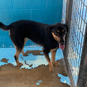 Bethany, Shepherd, adult, available for adoption
