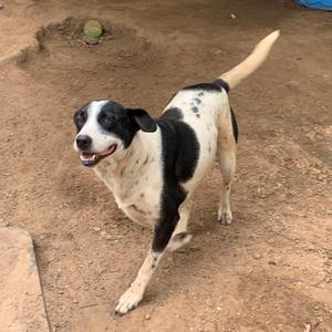 A black and white dog with a spotted coat is walking on a dirt ground. The dog has a happy expression with its mouth open, showing its teeth. Its tail is raised and curved upwards. In the background, there is a green ball and a blue object partially visible.