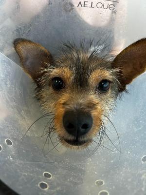 Churro, Mixed Breed, adult, available for adoption