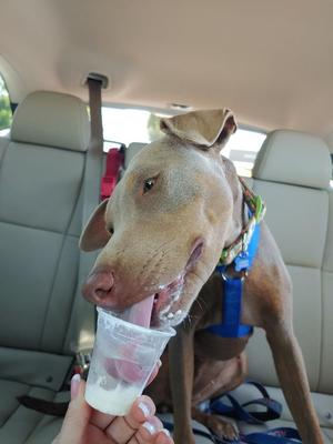 A brown dog wearing a blue harness is sitting in the back seat of a car, licking a plastic cup filled with a white substance.