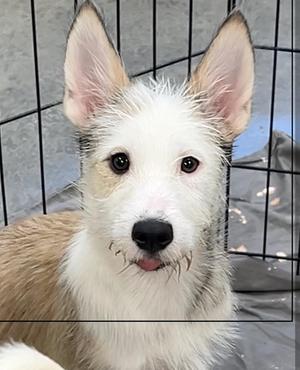 A close-up of a white and brown dog with perked ears, looking directly at the camera.