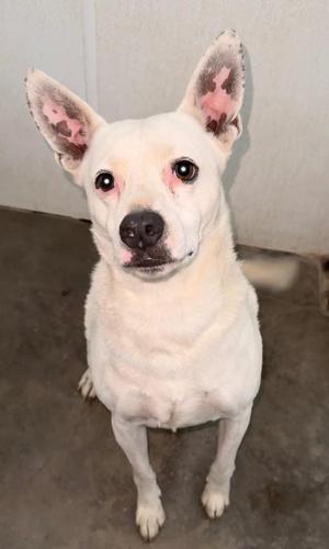 Duke, Mixed Breed, senior, available for adoption