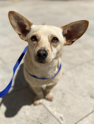 Earbo, Mixed Breed, adult, available for adoption