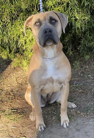 Bazzi, Mixed Breed, adult, available for adoption