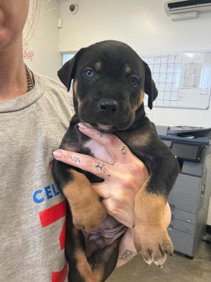 Baraka, Mixed Breed, puppy, available for adoption