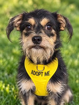 Bowie, Mixed Breed, adult, available for adoption