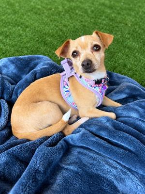 Idgie, Mixed Breed, adult, available for adoption