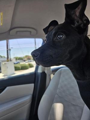 Honey, Mixed Breed, puppy, available for adoption