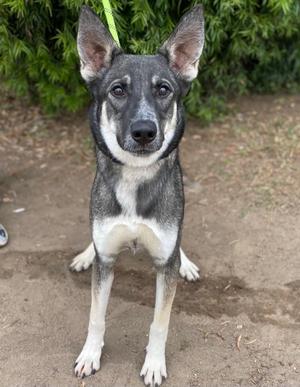 A black and white dog with pointed ears standing on a dirt path, surrounded by green foliage.