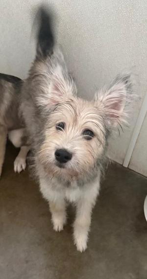 Iam, Mixed Breed, puppy, available for adoption