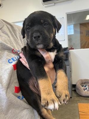 Johnny Cage, Mixed Breed, puppy, available for adoption