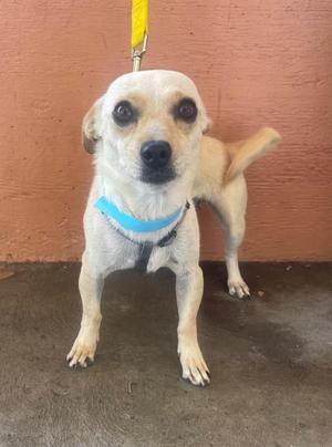 Donna, Mixed Breed, puppy, available for adoption