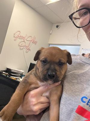 Geras, Mixed Breed, puppy, available for adoption