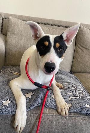 Jumba, Mixed Breed, puppy, available for adoption