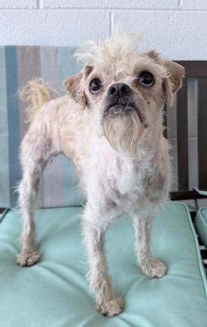 A small, light-colored dog with a shaggy coat and a slightly scruffy face stands on a green cushion. The dog has large, dark eyes and a black nose, with its ears flopping to the sides. Its fur appears to be a mix of white and light brown, and it has a slightly unkempt appearance. The background features a striped wall and a wooden structure, possibly a chair or bench.