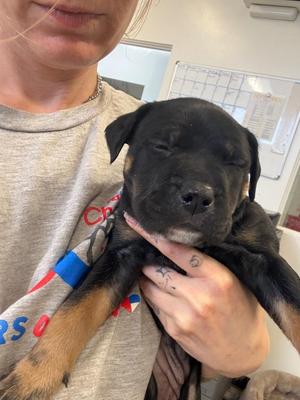 Kitana, Mixed Breed, puppy, available for adoption