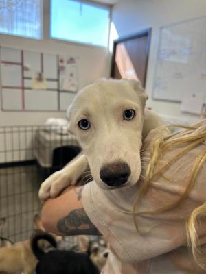 A white puppy with blue eyes is being held by a person with blonde hair. The puppy has a black nose and is looking directly at the camera. The background shows a room with a cage and a whiteboard.