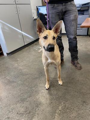 a light brown dog standing on a concrete floor, looking up at the camera, with a person standing behind it wearing jeans and boots