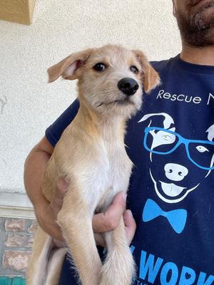 Hopper, Mixed Breed, puppy, available for adoption